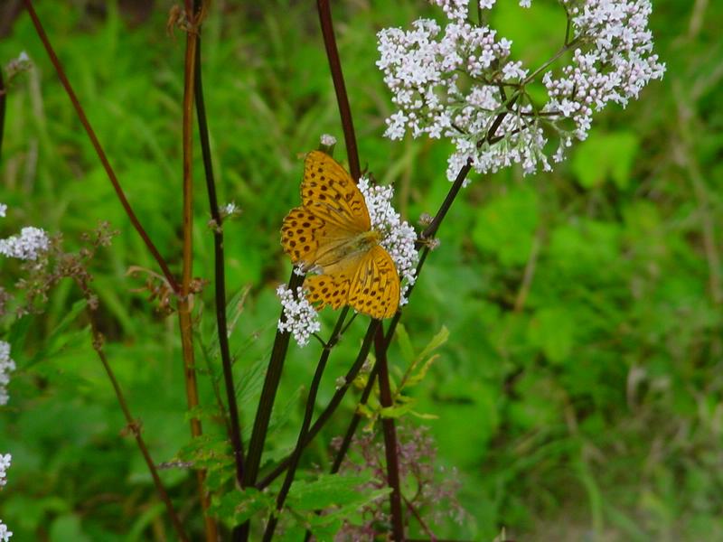 dsc07801.jpg